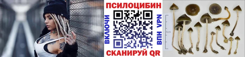 Псилоцибиновые грибы Psilocybe  Георгиевск 